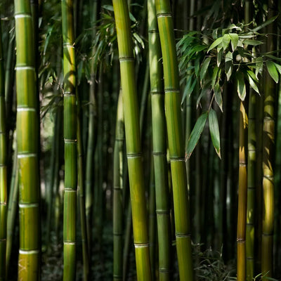 Elyfer Eco-Friendly Bamboo Socks